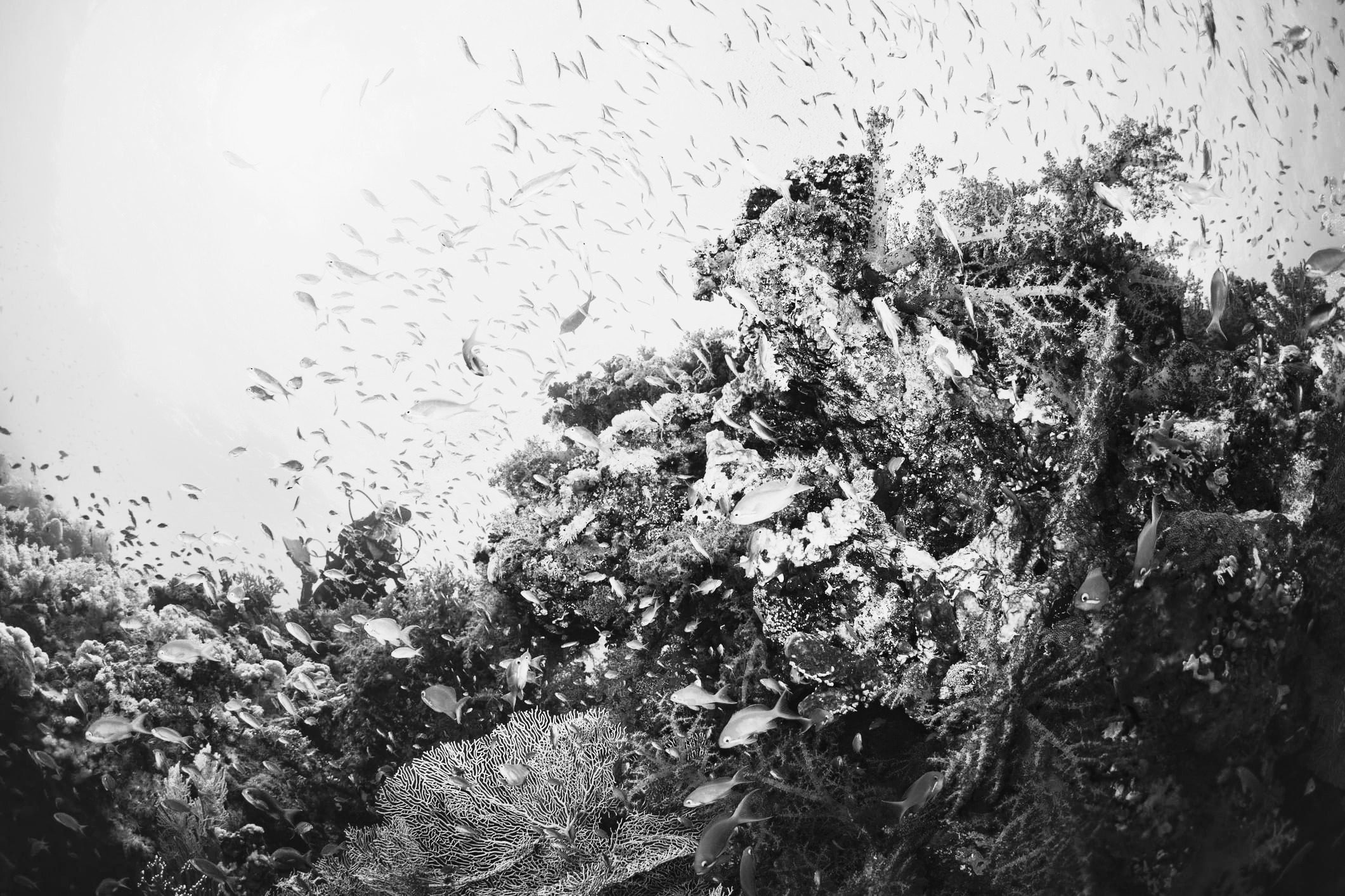 fondos inversion self bank