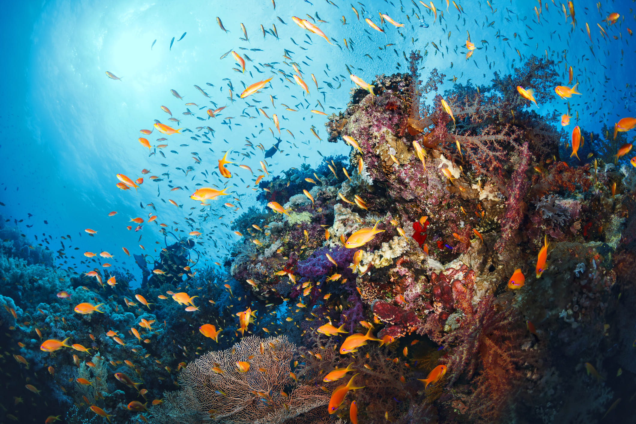 invertir en fondos fondo del mar