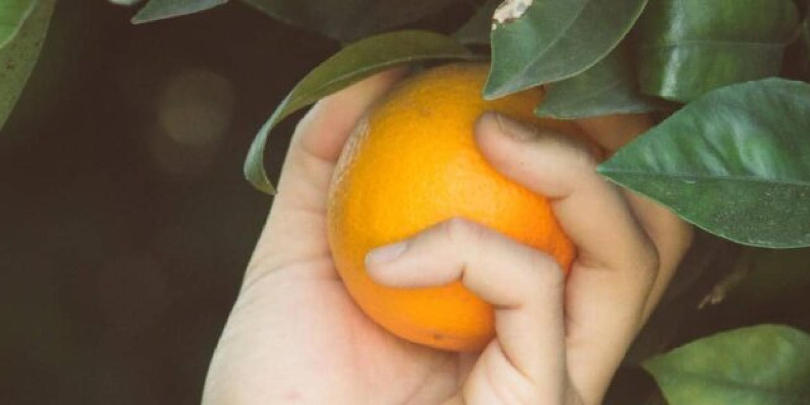 reparto de rentas periódicas