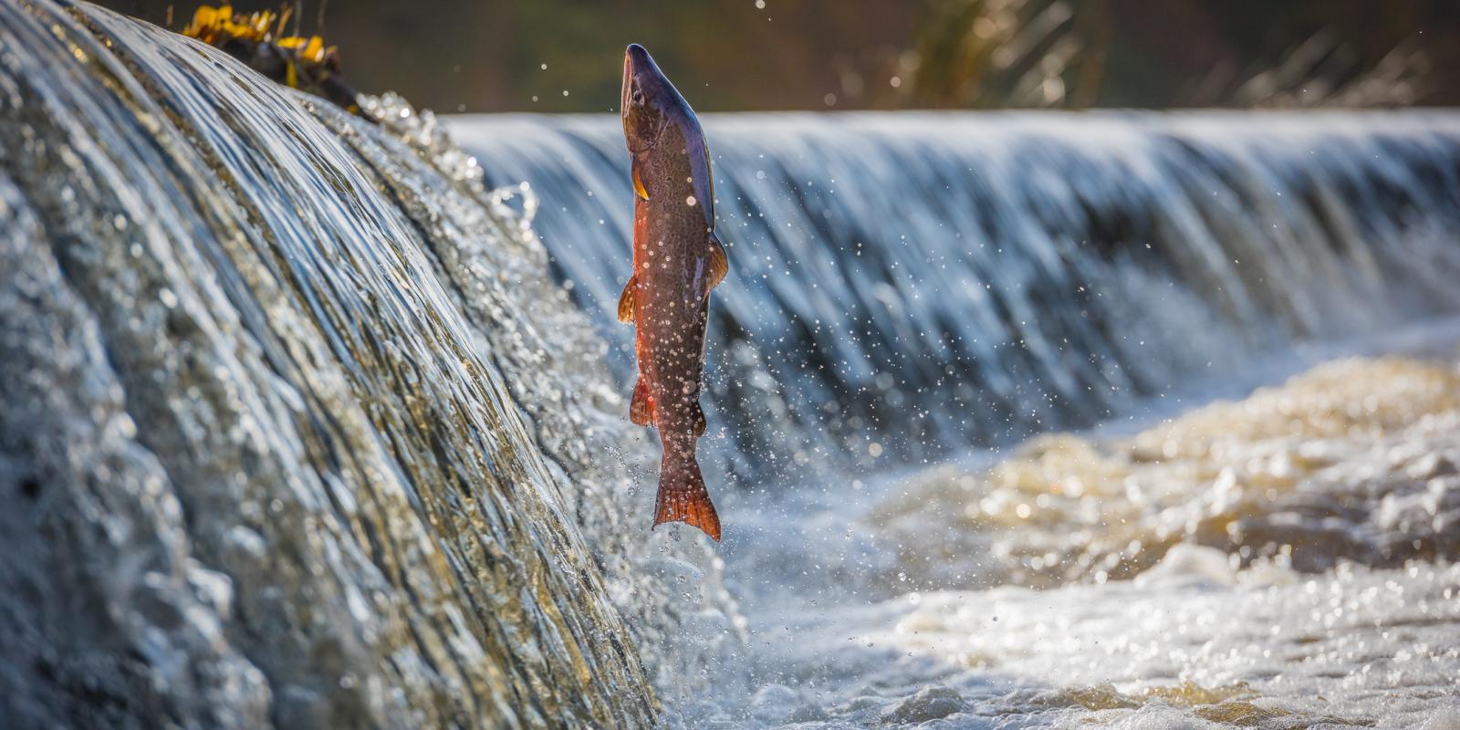 Buscador de fondos de inversión